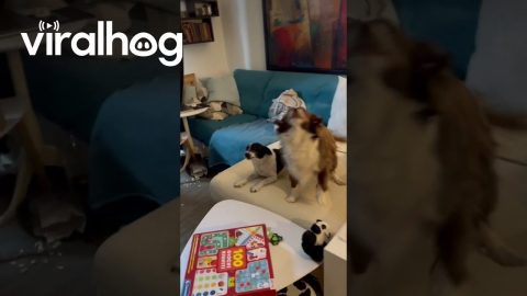 Dogs Suddenly Turn Into Silent Statues || ViralHog