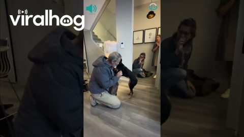 Dog Reunites With Her Rescuers After 3 Years || ViralHog