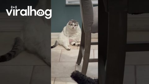Cat Sitting Like Old Man || ViralHog