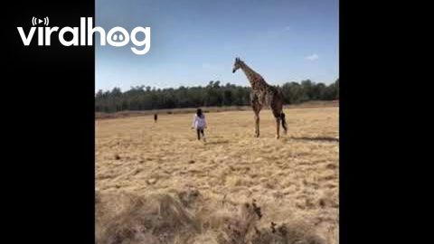 Giraffe Greeting Goes Awry || ViralHog