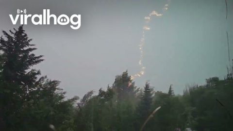 Lightning Strikes Tree During Thunderstorm || ViralHog