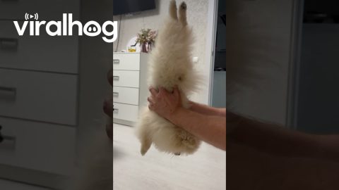 Pomeranian Turns Into Gymnast When Picked Up || ViralHog