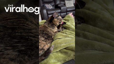 Cat Perturbed By Goofy Licking Sounds || ViralHog