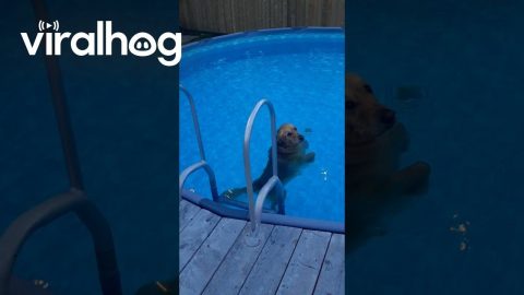 Golden Retriever Tries to Coax Owner Into Pool || ViralHog