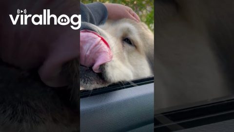 Happy Dog Greets Mom After Work || ViralHog