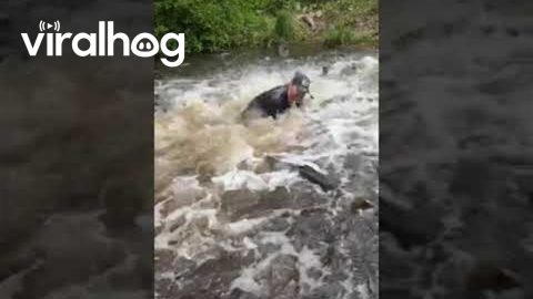 Carp Tsunami || ViralHog