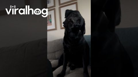 Dog Reacts to Mom's Long-Winded Way of Asking 'Wanna Go For a Walk?' || ViralHog