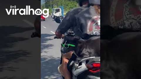 Cool Dog Wears Sunglasses On Motor Scooter || ViralHog