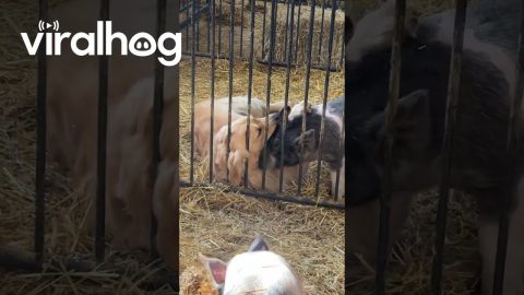 Golden Retriever Is Best Friends With Show Pig || ViralHog