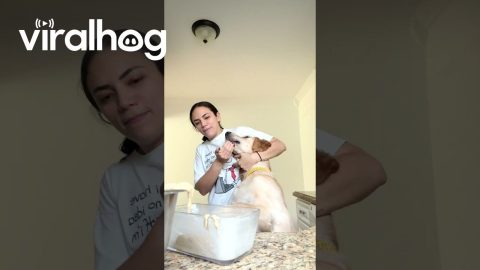 Sunny Dog Takes Doughy Bite || ViralHog