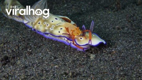 Emperor Shrimps Ride Nudibranch || ViralHog