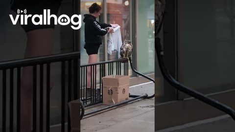 Woman Fails To Capture Hawk || ViralHog