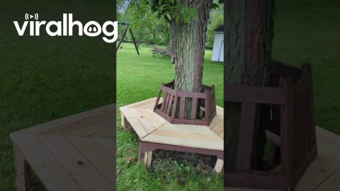 Playing Peek-a-Boo With a Deer || ViralHog