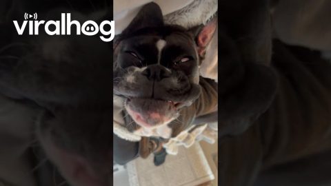 When Your Dog Finds Her Happy Place || ViralHog