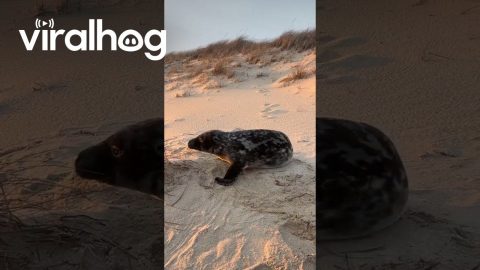 Watching the Sunset With a Baby Seal || ViralHog