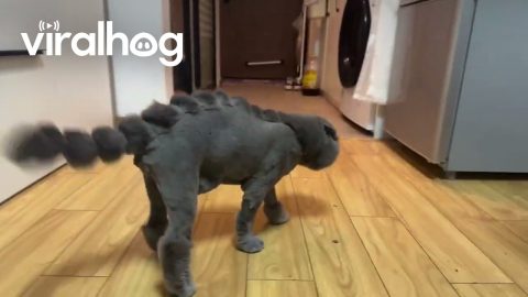 Dinosaur Disguise: Cat's Stunning Transformation || ViralHog