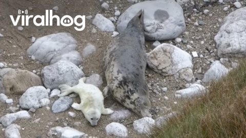 Seal Pup Softly Stroked By Mother || ViralHog