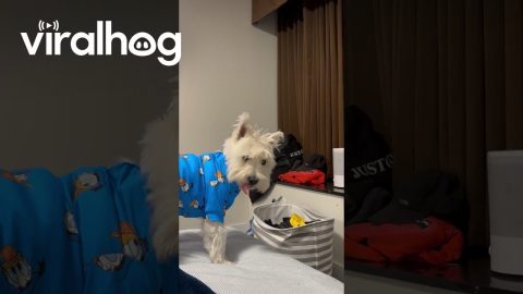 Dog Barks At Reflection In Window || ViralHog