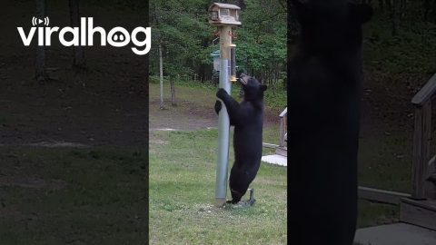 Bear Attempts to Steal Bird Feeder || ViralHog