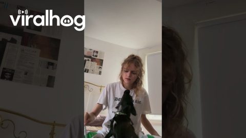 Chihuahua Sings Along With Glockenspiel || ViralHog