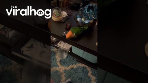 Parrot Repeatedly Pushes Wine Glass Off Table || ViralHog
