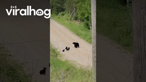 Mother Bear With Five Cubs In Mesick, Michigan || ViralHog