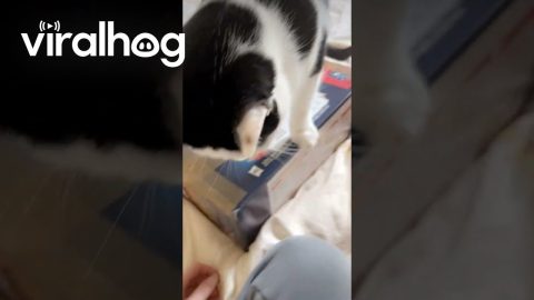 Patrick Thinks Package Is Cat Food || ViralHog