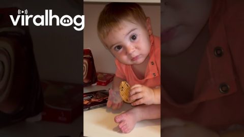 Precocious Tot Hides In Kitchen Cabinet || ViralHog