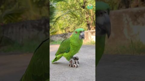 Parrot Practices Rollerskating || ViralHog