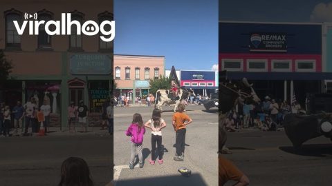 Huge Steer Walks in Rodeo Parade || ViralHog