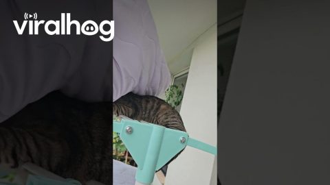 My Cat Found the Best Place to Hide || ViralHog