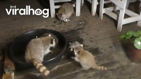 Baby Raccoons Play in Water Trough || ViralHog