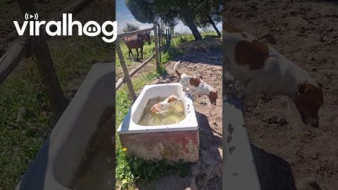 Puppies Play in the Horse's Drinking Trough || ViralHog