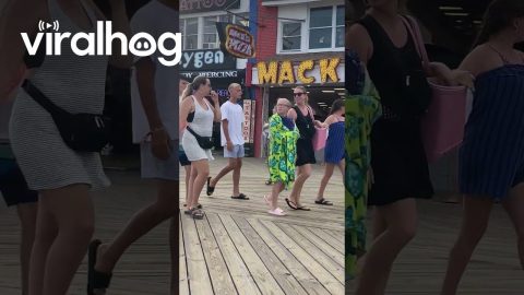 Seagull Steals Woman's Pizza || ViralHog