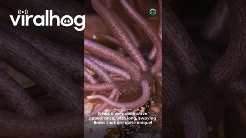 Sea Slug Looks Like Alien || ViralHog