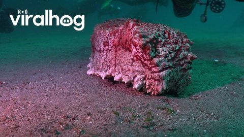 Massive Sea Cucumber Moves Toward Camera || ViralHog