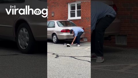 A Reluctant Skunk Rescue || ViralHog