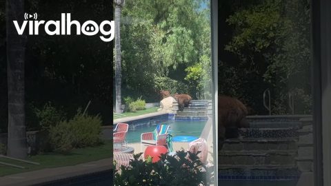 Big Bear Heads Straight For Hot Tub || ViralHog