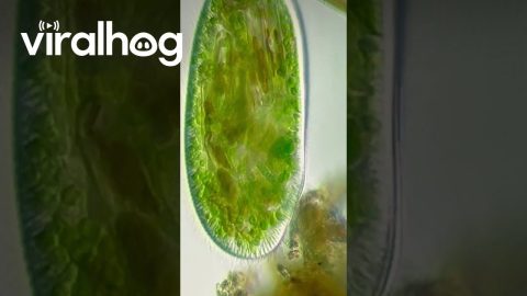 Paramecium Bursaria Eating Cyanobacteria || ViralHog
