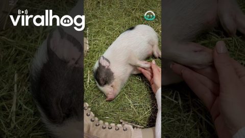 Sleepy Pig Snuggles || ViralHog