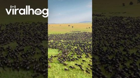 Wonderful Wildlife Migration In Kenya || ViralHog