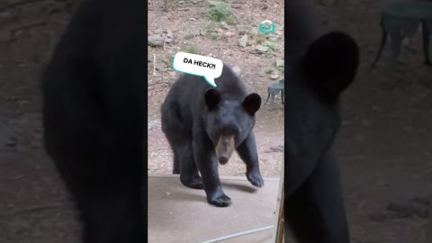 Very Curious Bear Steals Mop || ViralHog
