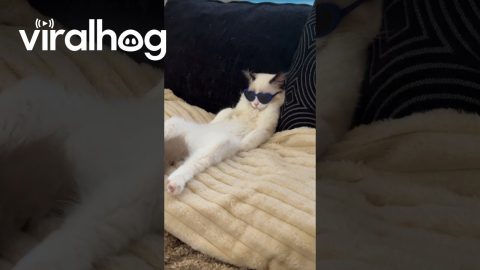 Cool Cat Chills in Front of Fan || ViralHog