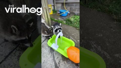 Raccoon Kits Have Splash Time || ViralHog