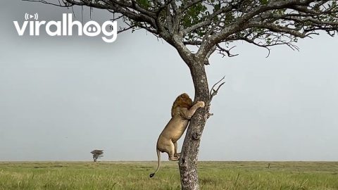 Lion Carefully Climbs Down Tree || ViralHog