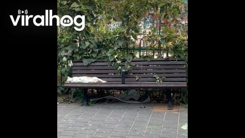 Each Cat Has Their Own Bench || ViralHog