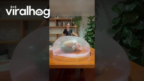 Little Brother Put In Slime Bubble || ViralHog