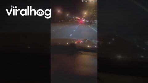 Mouse Climbs On Car Windshield || ViralHog