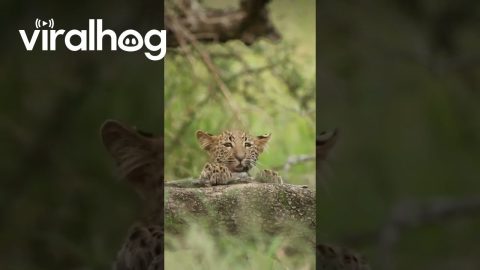 Curious Leopard Cub Clambering Up Fallen Tree Branch || ViralHog