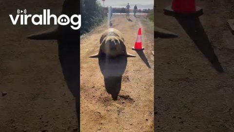 Neil the Seal Chases After Traffic Cones || ViralHog
